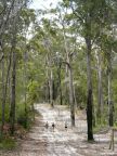 Fraser Island 3.JPG (108 KB)
